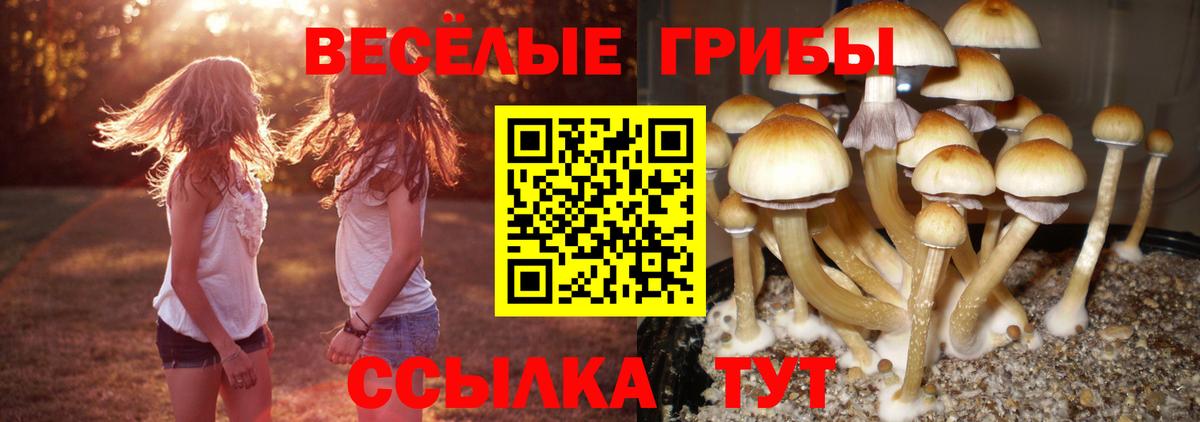Псилоцибиновые грибы мицелий  Вход с VPN  Тамбов 